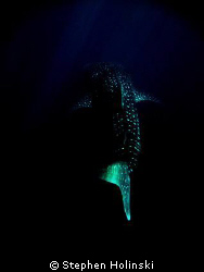 Whaleshark in the deep.  Photoshopped until I got this lo... by Stephen Holinski 